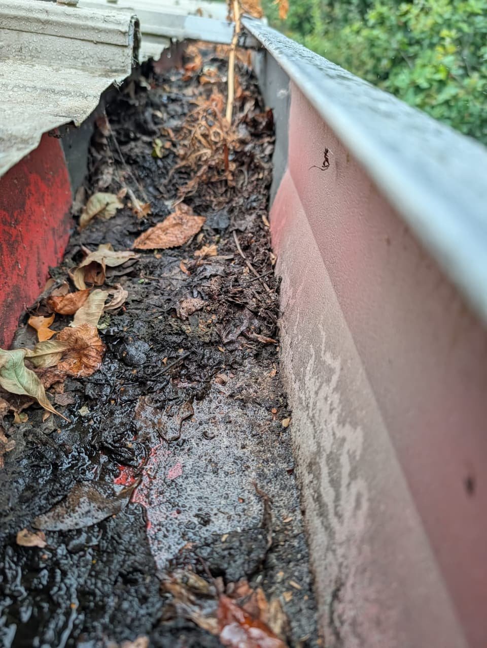 Box gutter before clearance, filled with compacted wet silt and leaves