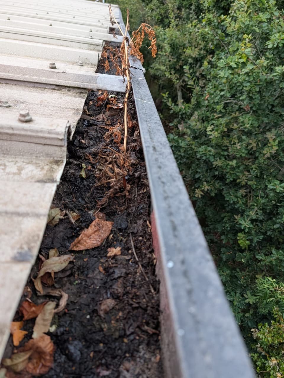 Box gutter before clearance, choked with silt, leaves and plants growing in it